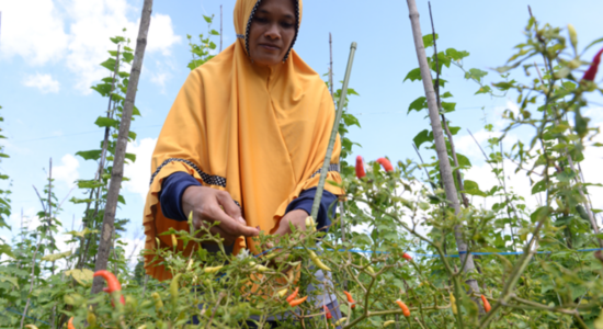 Helping Indonesia Better Understand its Millions of Small Farmers